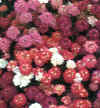  Piante Giardino - giardinaggio