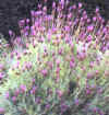  Piante Giardino - giardinaggio