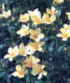 Piante Giardino - giardinaggio