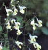  Piante Giardino - giardinaggio