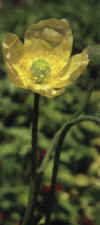  Piante Giardino - giardinaggio