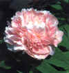  Piante Giardino - giardinaggio