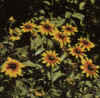  Piante Giardino - giardinaggio