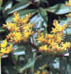  Piante Giardino - giardinaggio