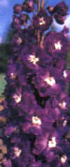  Piante Giardino - giardinaggio