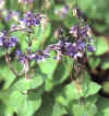 Piante Giardino - giardinaggio