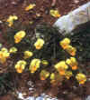  Piante Giardino - giardinaggio