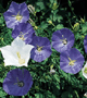 Campanula portenschlagiana"