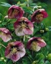 Helleborus orientalis"