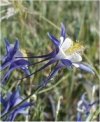 Aquilegia alpina"