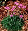 Armeria maritima"