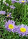 Aster alpinus"