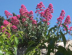Rote Spornblume - Centranthus ruber