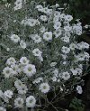 Cerastium tomentosum"