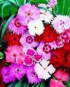 Dianthus plumarius"