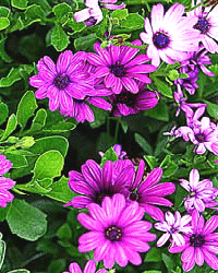 Osteospermum