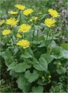 Doronicum pardalianches"