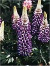 Lupinus"