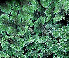 Kleiner Algenfarn - Azolla caroliniana