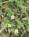 Bacopa"