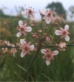Schwanenblume