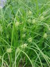 Carex elata"