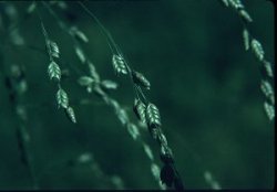 Wasser-Schwaden, auch Gro�er Schwaden, Gro�er Wasserschwaden oder Riesen-Schwaden - Glyceria maxima