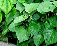 Houttuynie - Houttuynia palustris
