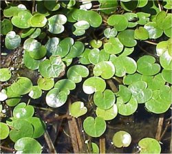 Froschbiss