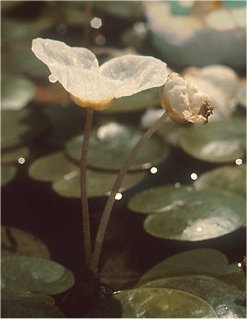 Froschbiss
