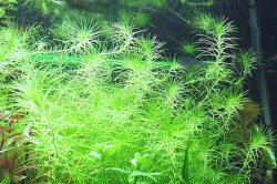 Gro�e Wechselblatt-Wasserpest