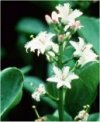 Menyanthes trifoliata"