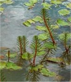 �hriges Tausendblatt - Myriophyllum verticillatum
