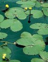 Nuphar luteum"