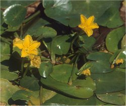  - Nymphoides peltata