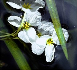 Bleitbl�ttriges Pfeilkraut