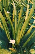 Krebsschere oder Wasseraloe - Stratiotes aloides