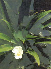 Krebsschere oder Wasseraloe