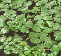 Wassernuss oder wasserkastanie