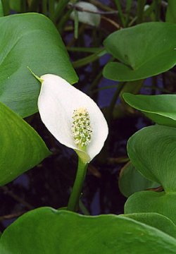 calla_palustris2.jpg