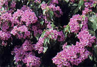 Bougainvillea oder Drillingsblume - Bougainvillea
