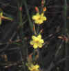 Jasminum polyanthum"