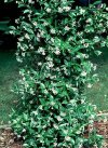 Trachelospermum jasminoides"