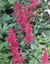 Astilbe"