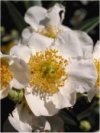 Carpenteria californica"