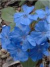 Ceratostigma plumbaginoides"
