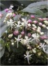 Clerodendrum bungei"