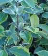 Eleagnus angustifolia"