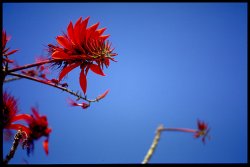 erythrina3.jpg