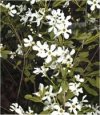 Exochorda x macrantha"